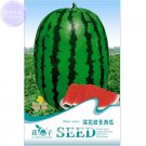 Watermelon Dark Stripe Red Inside Fruit 6 water melon 14% Green Seed...