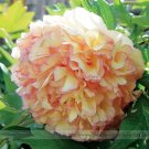 Rare Dark Red Kinkaku Tree Peony Gold Light Seeds