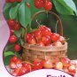 Rare Red Sweet Cherry Fruit 5 / Juicy Seeds, Original Pack, Seeds