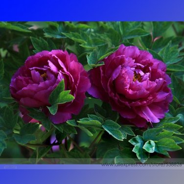 Rare Heirloom Purple Peony Shrub 'Zi Cai' Professional 5 Beautiful Big Bloomi...