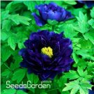 Chinese Rare and Precious Species of Blue Peony Bonsai 10 Pcs/ Pcs/lot