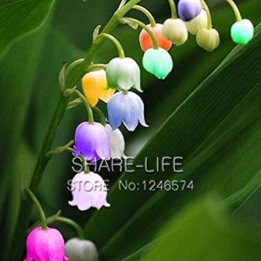 + Bell Orchid Campanula Convallaria 100 Seeds Seed