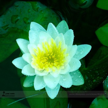 1 Professional / Nelumbo Nucifera Dark Blue Lotus New Variety Pack, seed