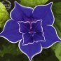Dark Blue Japanese 50 double petals with white Morning Glory, Seeds, edge