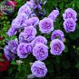 'Pu bu' Purple Blooms Rose Professional 50 compact Big Climbing Seeds, Pack, ...