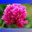 Rare Lou Fei Cui' Red Peony Professional 5 / 'Hong Seedling Seeds, Pack, Seed...