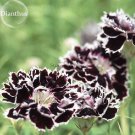 Black White Dianthus Chinensis Chianti Double 50 heirloom seeds, light fragrant