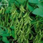 Heirloom Edamame 10 edible soy bean Green Organic Vegetables, seeds,