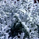Senecio cineraria Silver Dusty Miller Ornamental 20 mosquito repellent seeds,...