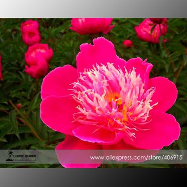 Heirloom 'Phoenix Feather' Red White Peony Shrub Professional 5 / Very Beauti...
