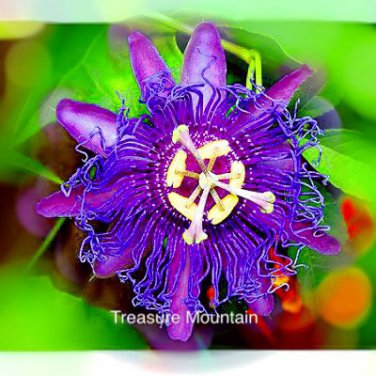 Rare Purple Passion 'Hankins' Professional 20 / Beautiful Guangdong Organic S...