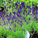 Blue Purple Lavender Series Bonsai 20pcs 'Seeds'/original pack, frag...