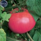 Brandywine Pink Organic Seeds
