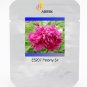 Heirloom 'Zi Zhu Pan' Red Peony Shrub Professional 5 / Indoor Light Fragrant ...