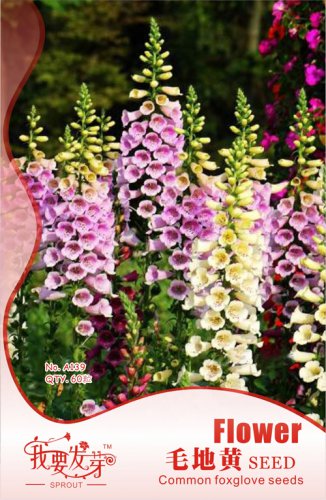 1 60 / Purpurea Colorful Original Pack, seeds Digitalis Foxglove