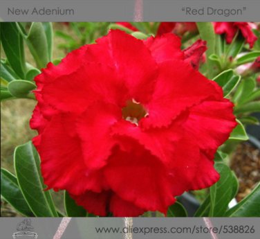 1 Professional 2 / Adenium Obesum Red Desert Rose Pack, seeds Variegate...