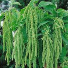 Amaranthus Leaves 100 Professional ornamental annual Green Hanging Seed...