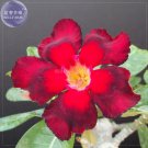'abysmal sea' Adenium Desert Rose cv., 2 Professional fire red & black Seeds,...