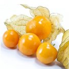Physalis Peruviana Delicious Fruit Berry 100pcs Golden Seeds