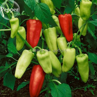 Heirloom Red White Hot Chilli 20 Mixed nutritious Organic Green Vegetables, S...