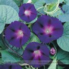 New Star of Yelta Professional 50 / Purple Red Morning Glory Seeds, Pack, See...