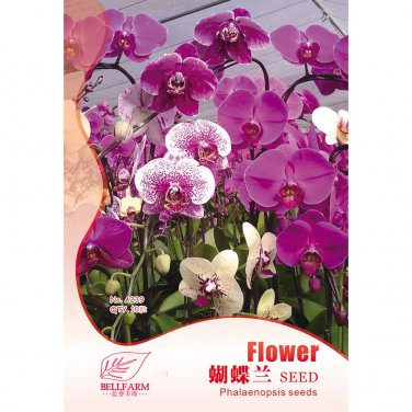 Phalaenopsis Purple Pink Butterfly Orchid Bonsai, 10pcs Seeds Origin...