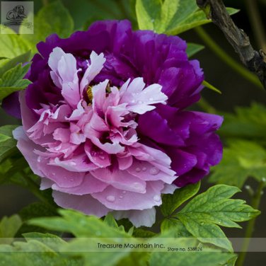 Rare New 'Za Pink Purple Peony Tree Professional 5 / Heirloom Beautiful Gu' S...