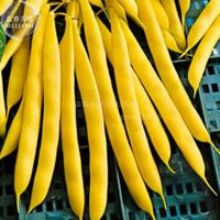 8+ Bush Beans Yellow Wax Bean Seeds, organic vegetables