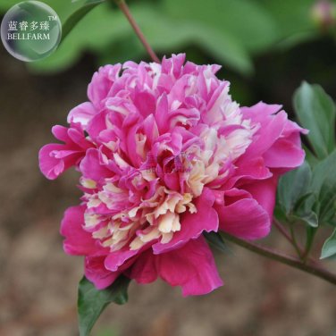 Peony Short Purple Petals Ball Centre home Big Seeds garden strong fragrant