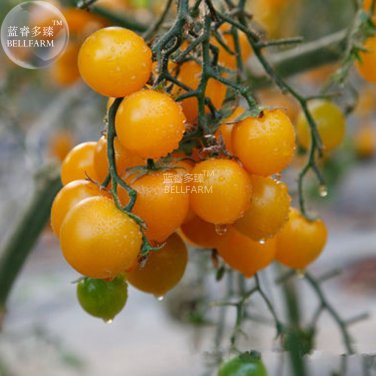 Cherry Mini Round Fruit Golden Seeds