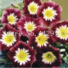 100 Rare Star Petunia Blue Bonsai and Patio Potted Pcs/Bag Garden Morning Glory