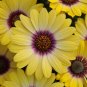 Blue-eyed Beauty' African Daisy Fantastic Annual Seeds Gerbera
