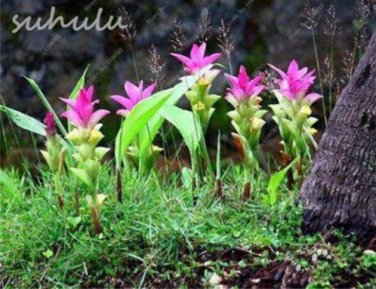 10 Thailand Curcuma Siam Tulip Pcs Seeds, Seeds