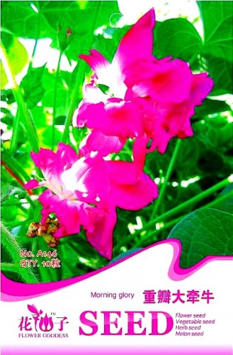 Heirloom Multi-petalled Purple Ipomoea Nil Annual 10 / Morning Glory Seeds, O...