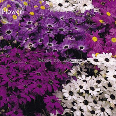 Brachycome Swan River Daisy Mixed 20 annual ornamental Seeds,