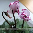 New Pink Plicated Cyclamen with Red Light Edge Seeds