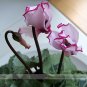 New Pink Plicated Cyclamen with Red Light Edge Seeds