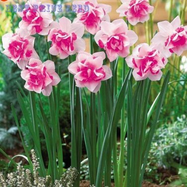 Purple Daffodils Aquatic Double Petals Seeds
