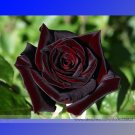 Black Baccara Hybrid Rose Shrub Seeds