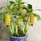 30 Dwarf Banana Pcs Seeds