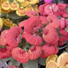 semperflorens) Home bed Potted bonsai Begonia (Begonia seeds Garden 10p...