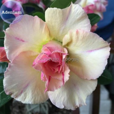 Baby' Double Desert Rose Adenium, 2 yellow pink white petals with co...