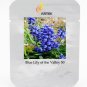 Rare 'Blue Lily of the valley Convallaria majalis Perennial Professional 50 /...