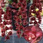Rare Wild Orchids Dark Red Colors Perennial 100 indoor potted landscape Seeds...