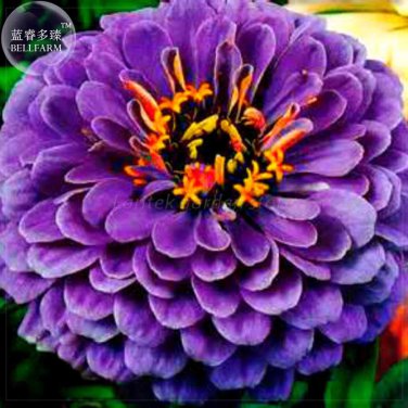 Rare Zinnia 50 Professional Seeds, Pack, giant youth-and-old-age