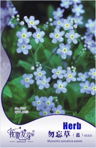 1 60 / Myosotis Sylvatica Blue Me Not Perennial Original Pack, seeds Fo...