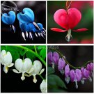 Lamprocapnos spectabilis Mixed Heart Perennial 5 Exotic Blooms Ornament Bleed...