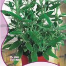 12 / Edible Salvia Farinacea Bonsai Original Pack, Seeds Sage Seed