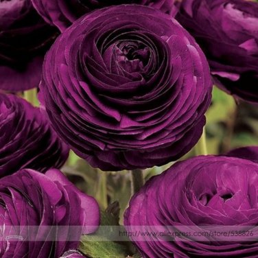 'Zi Yuren' Dark Purple Ranunculus Asiaticus Perennial Seeds