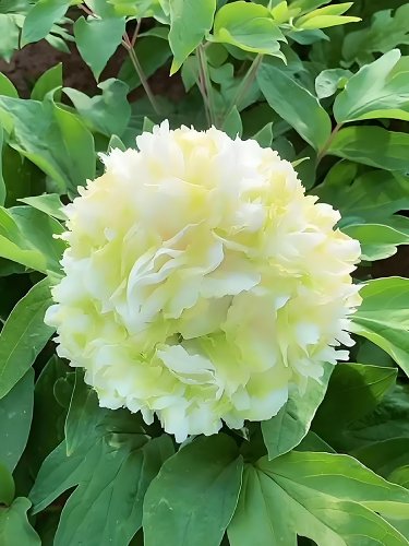 Sun Peony - Creamy White with Pale Double Fragrant Rising Seeds Green